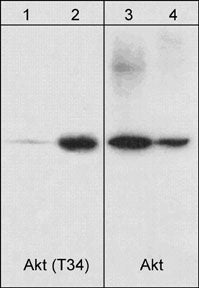 WB - Anti-Akt (N-terminal region) Antibody AN1624